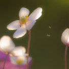 Summer Buzz